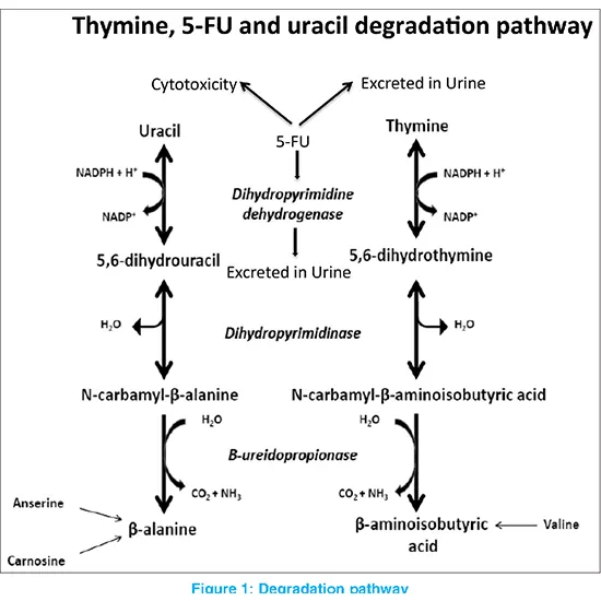 Dihydropyrimidine Dehydrogenase (DPD) Gene Mutation
